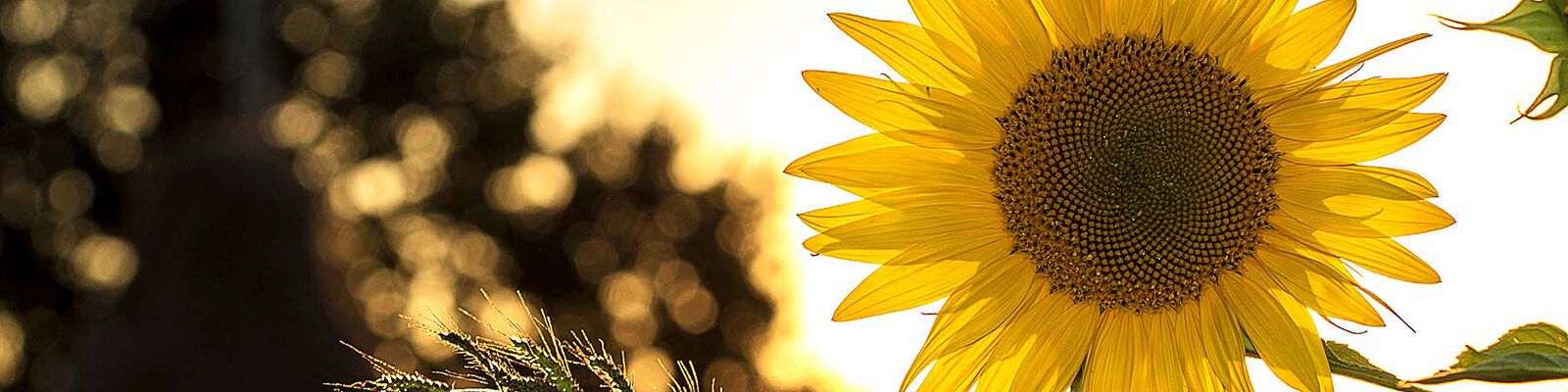 Sonnenblume in der Abendsonne
