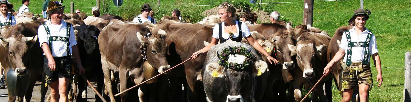 Viehscheid im Allgäu