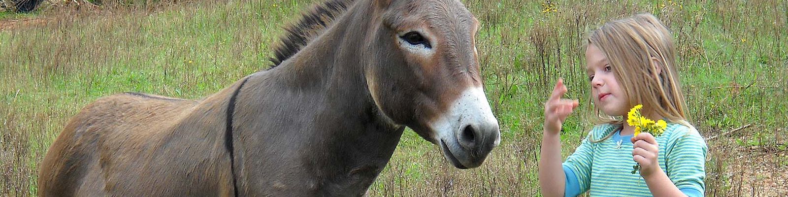 Kind spielt mit Esel auf dem Bauernhof